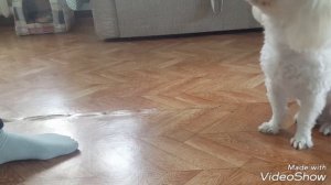 Обучалка. Дрессировка. / мальтезе/ Кристина&Марчик