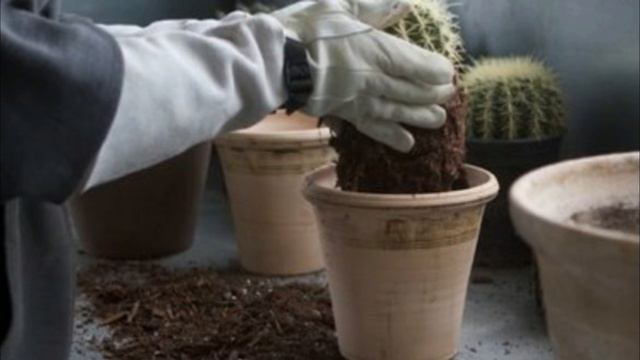 Кактус в горшке. Несколько кактусов в одном горшке. Перчатки для пересадки кактусов. Посадка кактуса в горшок. Кактус в горшке.