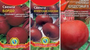 ПОСЕЙТЕ эти ОВОЩИ ПОД ЗИМУ! Они порадуют ранним и вкусным урожаем.