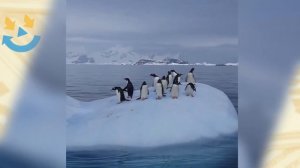 Полярники сняли как пингвины резвятся на льдине.