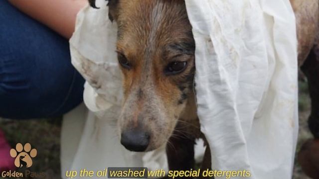 An Owner Left His Dog in a Fuel Oil Pit смотреть онлайн