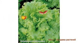 Салат обыкновенный Успех Листовой (uspekh) ? обзор: как сажать, семена салата Успех Листовой