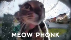 кот мяукает и смотрит в камеру, но это phonk // MEOW PHONK BY HXXERHJ
