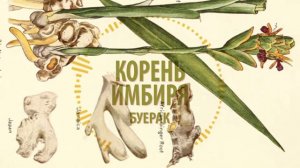 Буерак - Корень имбиря