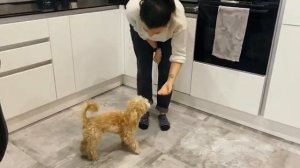 Воспитание собаки породы Мальтипу. Обзор занятия с кинологом.