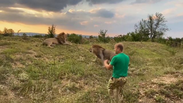 Как льва Султана ПРИУЧАЛИ К ТАПКУ ! смотреть онлайн