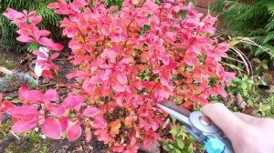 ОБРЕЖЬТЕ ТАК КУСТАРНИКИ ОСЕНЬЮ! Какие кустарники нельзя обрезать под зиму.