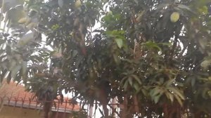 Манго в Тайланде. Как растет, как выбрать. Mango, how does it grow.
