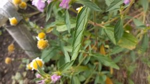 Пикульник Лекарственная трава польза