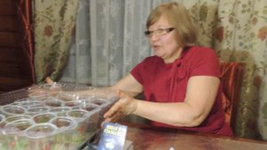 Посев томатов гномов: Пурпурное сердце и Фестиваль Аделаиды