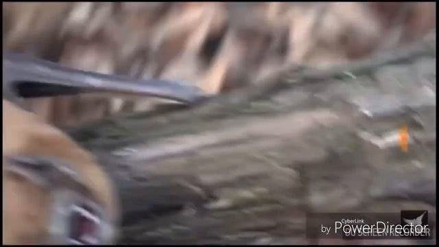 Добрая летучая мышь проснулась смотреть онлайн