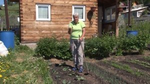 Голова садовая - Облагораживаем капусту