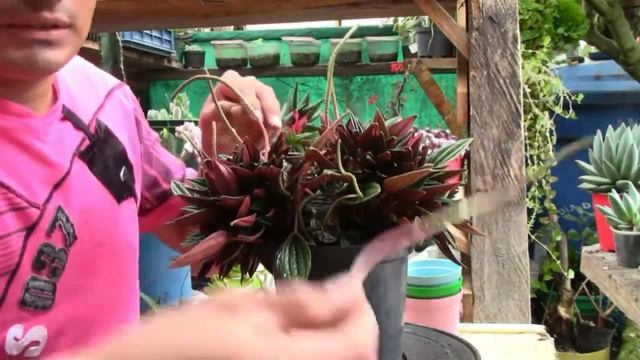 Como reproducir la peperomia rosso смотреть онлайн