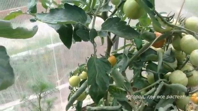 Хорошие сорта ПОМИДОРОВ для теплицы.mp4 смотреть онлайн