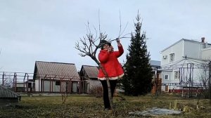 ⚫Тальник | Обрезка ивы | Ива зонтик