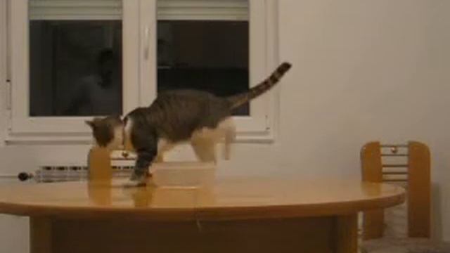 Clicker Cat, sixth session. смотреть онлайн