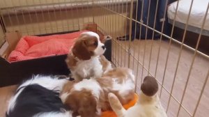 Щенки Кавалер кинг чарльз спаниеля пьют молоко.