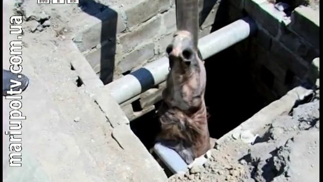 События дня 10.07.2014 (лошадь спасали из ямы) смотреть онлайн