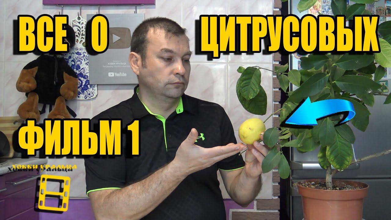 ВСЕ О ВЫРАЩИВАНИИ ЛИМОНА, МАНДАРИНА В ДОМАШНИХ УСЛОВИЯХ ФИЛЬМ 1. КАРАНТИН. ХЛОРОЗ. ЛИСТОПАД. МУЛЬЧА