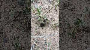 Гусеница против муравьёв!