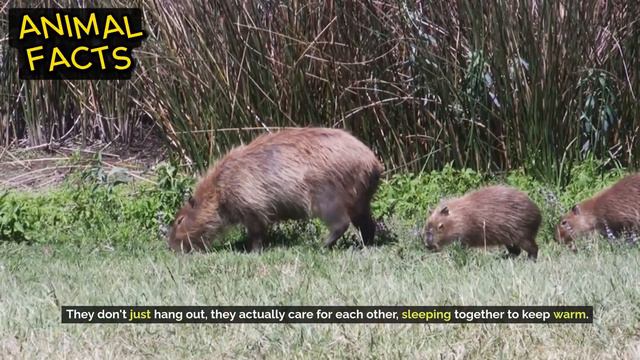 Amazing Facts | Getting to know Capybara: The best friend of all animals смотреть онлайн