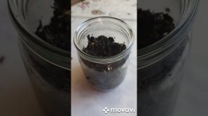 Ферментированный чай из листьев черноплодной рябины