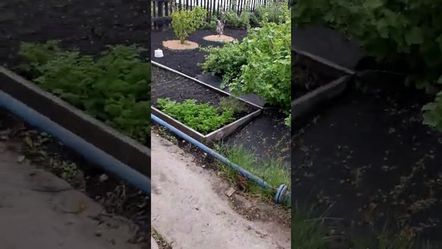 мульчирование хвойным опадом