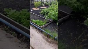 мульчирование хвойным опадом