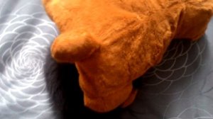 Содержание домашних животных. Соболь.