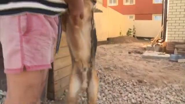 Овчарка напала на первоклассницу смотреть онлайн