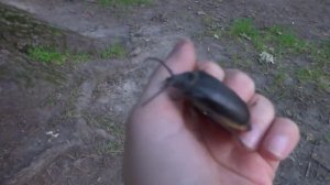 Жук усач-кожевник (1)