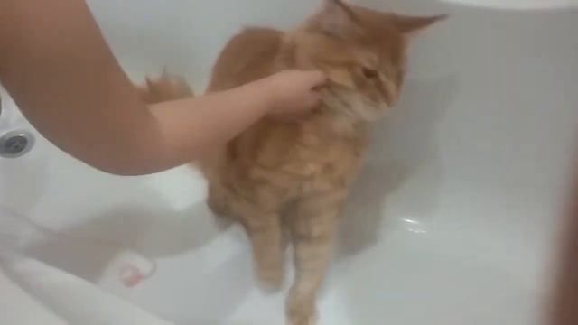 Hаши коты пришельцы доказательства в следующем эпизоде сайт мой смотреть онлайн