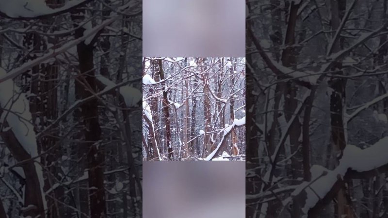Ice Birds snow❄❄❄⛄ snowing Снежные птички❄