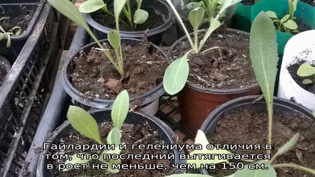 Цветок гайлардия: описание, внешний вид, характеристики