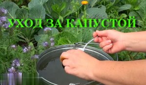 УХОД ЗА КАПУСТОЙ