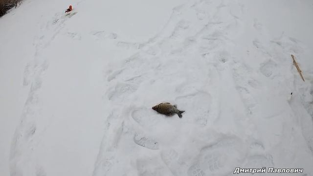 ГЛУХОЗИМЬЕ?! НЕ, НЕ СЛЫШАЛ! Ловля крупного карася зимой. Рыбалка на "ХАПУГУ-ХЛОПОК".