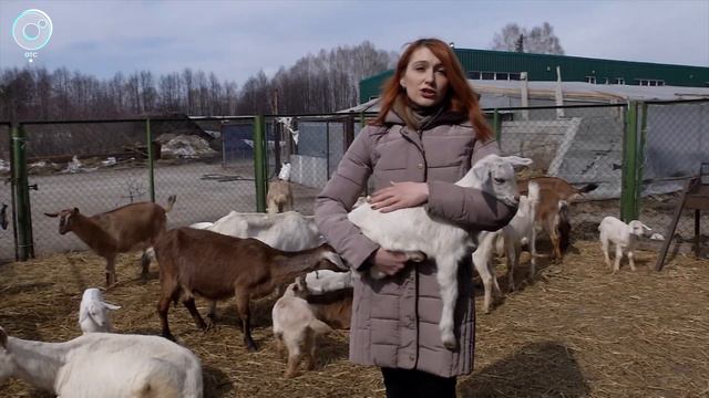 Сибирские селекционеры скрестили швейцарских и южноафриканских коз смотреть онлайн