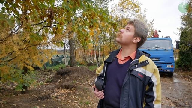 Лиственница (Larix) признаки усыхания хвои