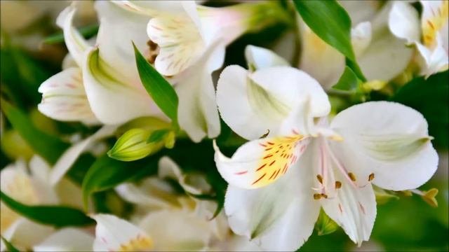 Цветочная симфония(Flower Symphony)