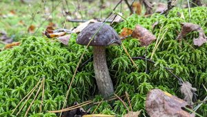 Подберёзовик разноцветный (Leccinum variicolor). Как выглядит гриб на месте произрастания.