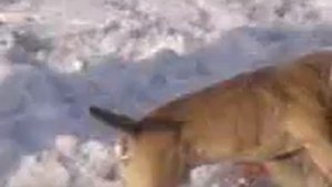 волк против питбуля
