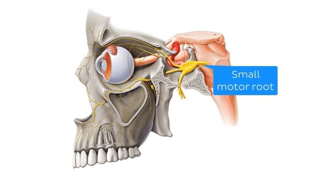 Черепные нервы - Анатомия человека | Kenhub смотреть онлайн