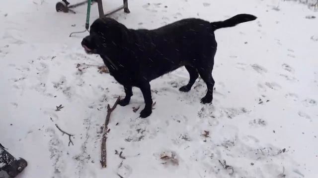 The Ultimate Snow Lab - 2022 Winter Edition #weimaraner #labradorretriever #labrador