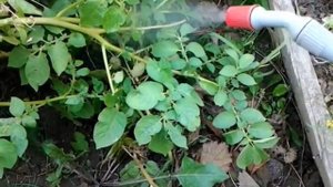 Как избавиться от КОЛОРАДСКОГО ЖУКА на картошке.