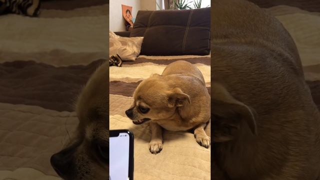 Парень и чихуахуа из Тик Ток 5 минут смеха ??? смотреть онлайн