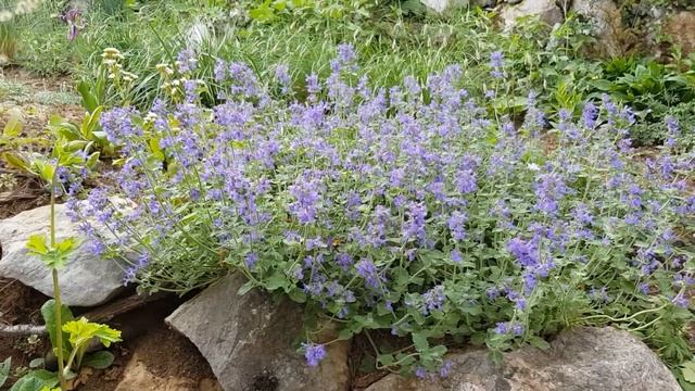 Nepeta ‘Blue Bird’ смотреть онлайн