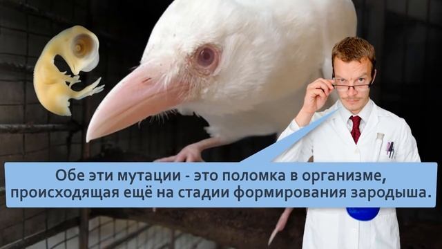 Белые вороны Судьба птиц в стае смотреть онлайн