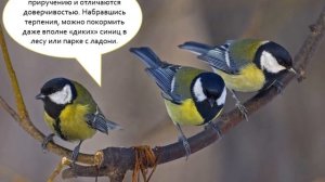 Познавательный рассказ "Синицы-озорницы"