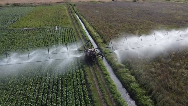 полив капусты