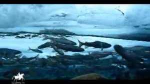 Весенний хариус в Якутии.